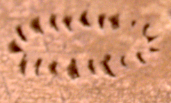 Dotted enclosure